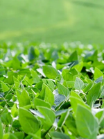 Close-up view of a vibrant green field of crops, with healthy, leafy plants stretching out into the blurred background.